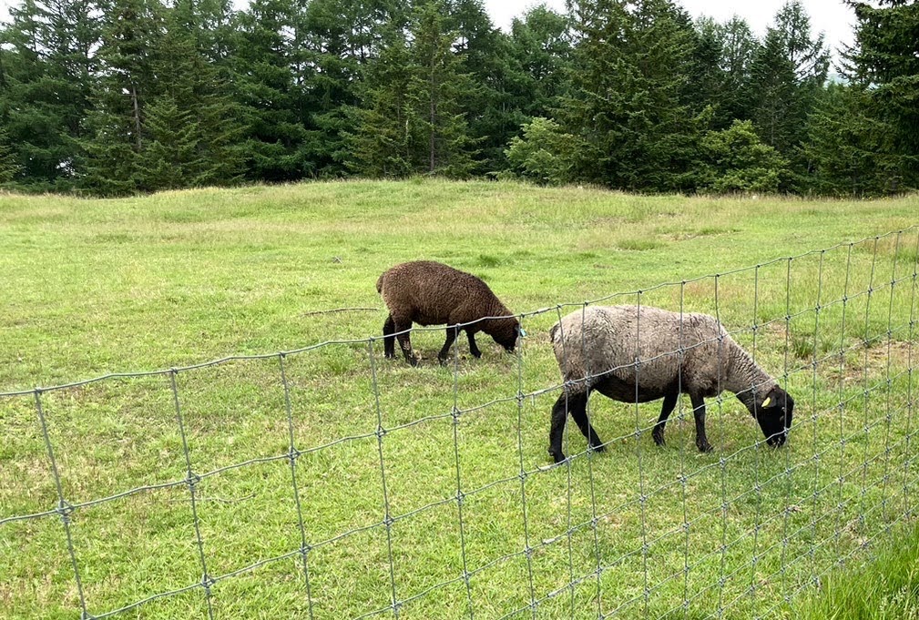 アクティビティ